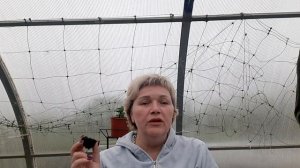 Перевалка бегонии на постоянное место в кашпо. Бегония Хула новинка в моем саду.