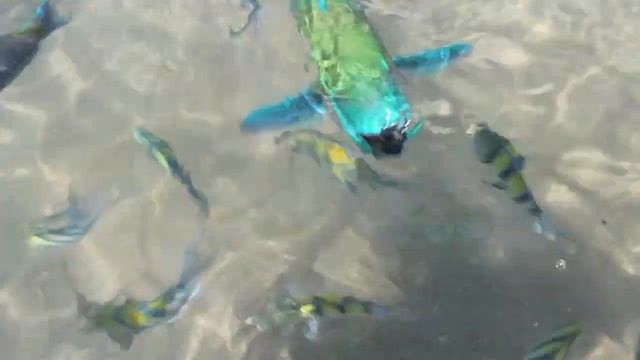 Огромная зеленая рыба смотреть онлайн