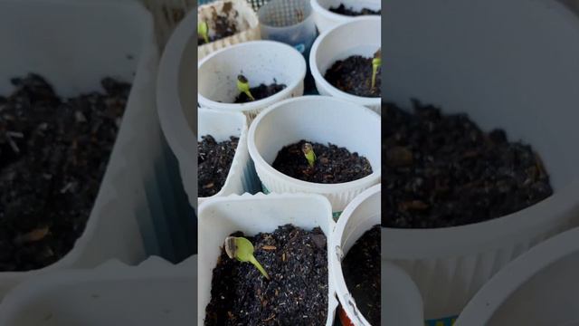 Dwarf Sunflower blooms in 2 months! 🌻🌻🌻 смотреть онлайн