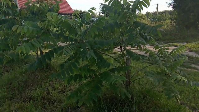 Орехи четвёртый год вегетации смотреть онлайн