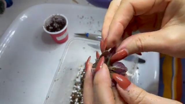 Пересадки, укоренение голов и листьев фиалок//Work with baby violets. смотреть онлайн