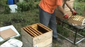 Видео №32. Альпийский улей. Откачка меда с липы и разнотравья 27.06.2019 г.