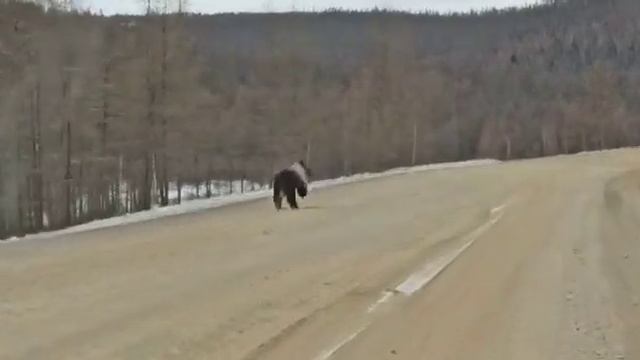 Бегущий медведь.Жизнь в деревне ...бэм. смотреть онлайн