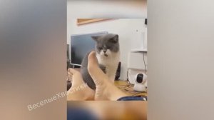 СМЕШНЫЕ ЖИВОТНЫЕ 2023 ЛУЧШИЕ ПРИКОЛЫ С КОТАМИ И CОБАКАМИ