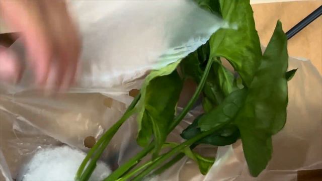 Plant Unboxing Rare Syngonium T24 from Canopy Plant Co Plant Collection Grows смотреть онлайн