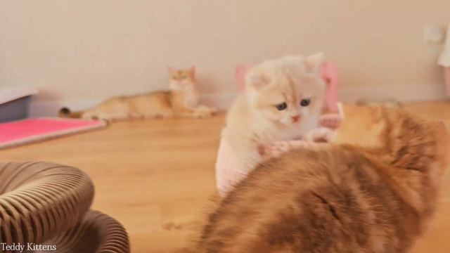 British Shorthair Kittens Having A Fun Day