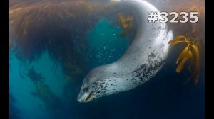 #3235. Тюлени, морские львы и морские котики (В мире животных)