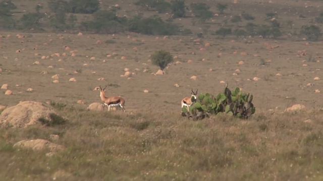 Kristoffer Clausen hunting with the Sauer 404 and Zeiss V8 смотреть онлайн