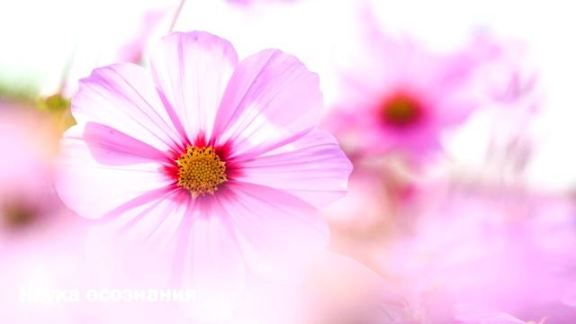 Мантра - Нежности и любви смотреть онлайн