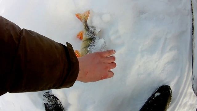 НА рыбалку на Арктик Кете , весенний солнечный лес, продолжаю осваивать жерлицы ! Крупный окунь! 4 смотреть онлайн