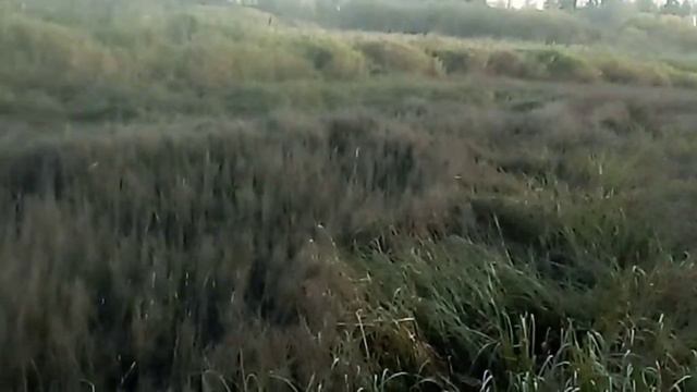 Речка зарастает, совсем беда. смотреть онлайн