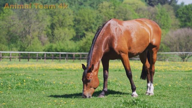 CUTE ANIMALS 4K - Cat, Dog, Horse, Panda, Penguin, Tiger | Amazing Relaxing Music 2023