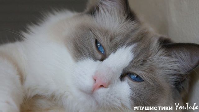 Кошку ПРЕДАЛИ хозяева. Она ОТКАЗАЛАСЬ от еды, только лежала, не понимая, почему с ней так поступили