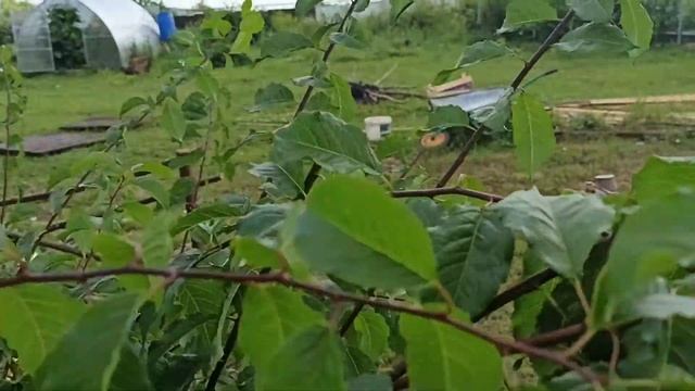 Алыча в форме куста Летняя обрезка смотреть онлайн