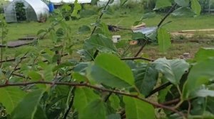 Алыча в форме куста  Летняя обрезка