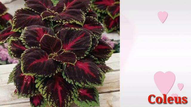 12 Best House Plants With Name . Grow & Enhance Your House Beauty смотреть онлайн