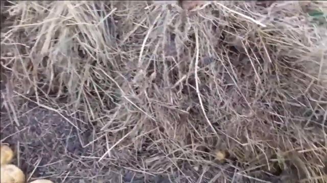 С чего начинали ,чего достигли Выращивание картофеля под сеном за 4 сезона смотреть онлайн