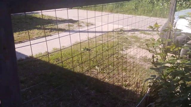 Зацвели Розариум Ютерсен и Пьер де Ронсар.Все розы на старте цветения.Мой сад 12 июня 2023г. смотреть онлайн