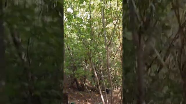 Нашёл воробья на наблюдательном пункте смотреть онлайн