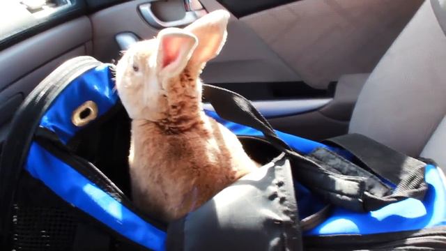RESCUING 3 BUNNIES FROM THE SHELTER смотреть онлайн