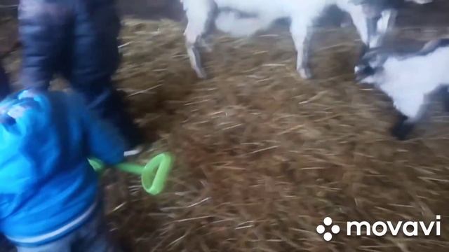 Одновременные окоты коз.Уродства от имбридинга. смотреть онлайн