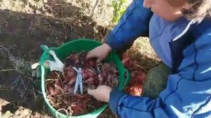 Сажаем лук шалот под зиму