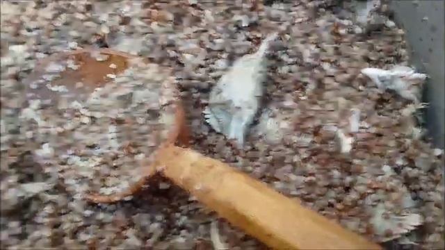 Полный казан вкусной гречихи для собакенов смотреть онлайн