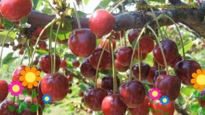 Вишня Лебедянская. Краткий обзор, описание характеристик prunus cerasus Lebedyanskaya