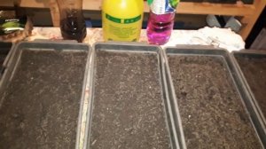 как сажать томаты . 5/95 волгоградские.