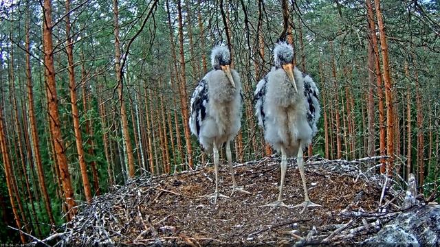Black Stork Nest camera 2019 (long version with natural sounds) смотреть онлайн