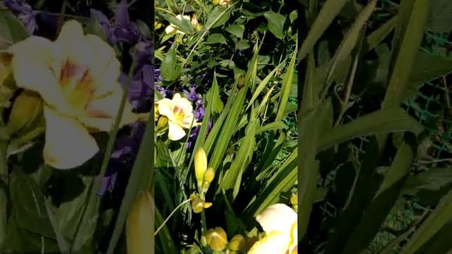 Лилейник на клумбе смотреть онлайн