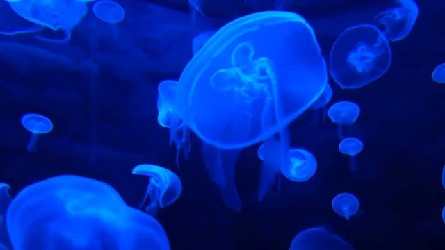 медузы, успокаивающая музыка, релаксация, сон за 10 минут. Звуки пианино смотреть онлайн