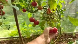 Время августовского сыроедения.