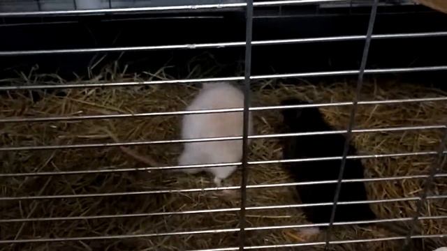 Подселение( крысы) смотреть онлайн