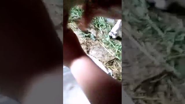 дою корову в первый раз