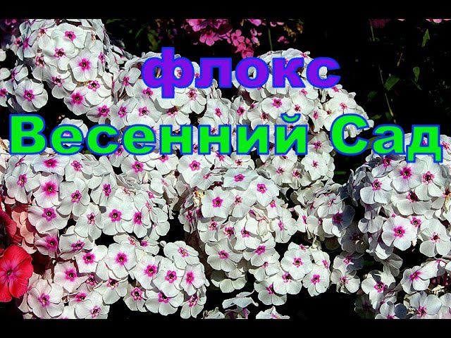 Флокс Весенний Сад смотреть онлайн