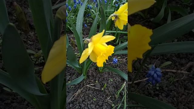 ?Весна ?цветы ? смотреть онлайн