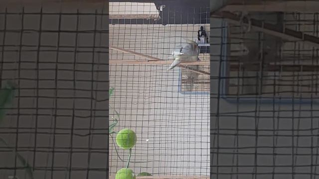 110619 впервые открыл выходы, он не понял смотреть онлайн