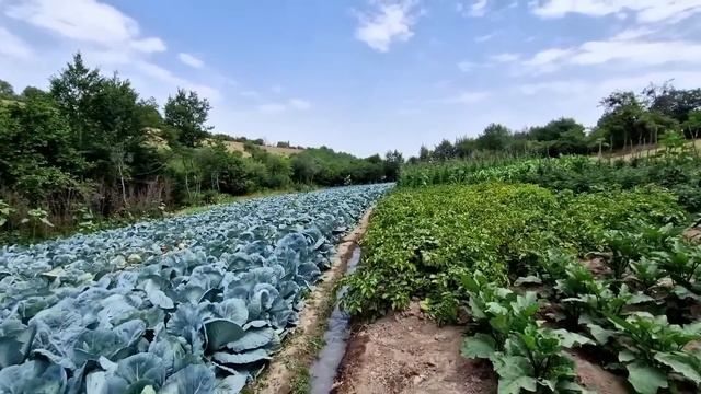 Натуральная Деревенская Томатная Паста на Зиму и Жареная Стручковая Фасоль.