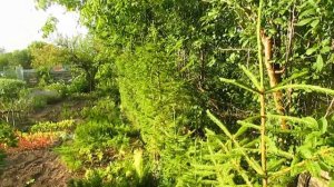 КАК И КОГДА СТРИЧЬ ИЗГОРОДЬ ИЗ ЁЛОК.