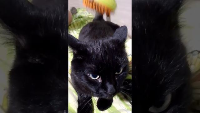 Боняша и щетка для шерсти смотреть онлайн