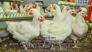 Арбор Айкрес (бройлер)