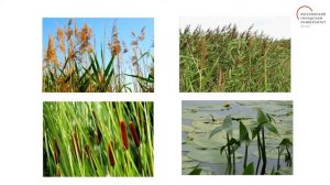 Жизнь  луга. Жизнь в пресных водах