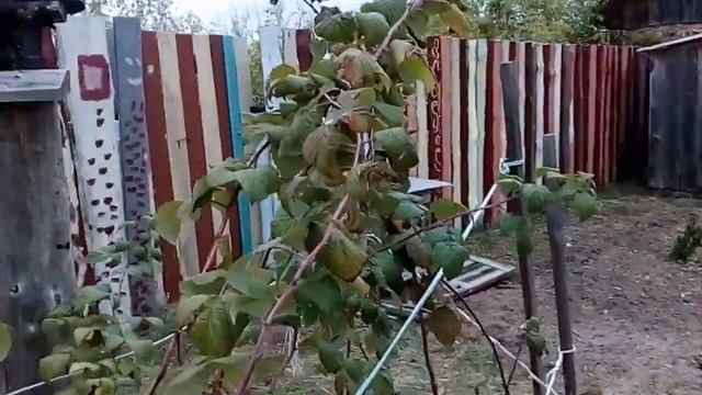 Красивая покраска деревянного забора