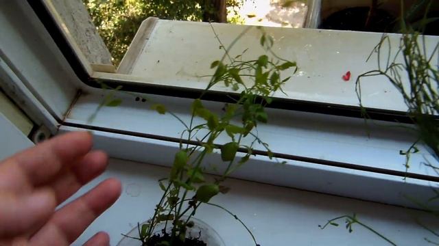 #Русселия - коралловое ожерелье, растение фейерверк, цветочный водопад. смотреть онлайн