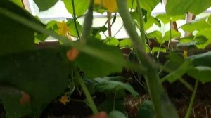 Нужно ли пасынковать огурцы