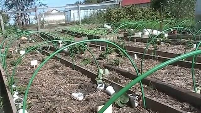 Как обновить старую клубнику осенью // Секреты хороших урожаев. смотреть онлайн