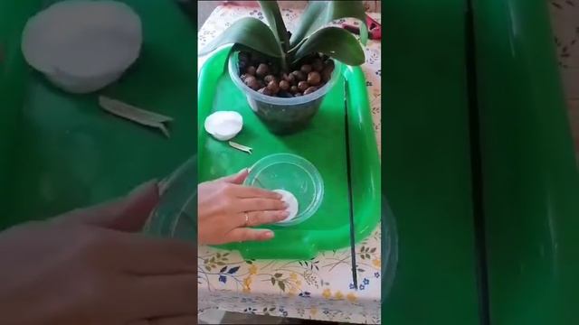 Полив орхидеи после пересадки в керамзит смотреть онлайн