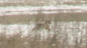 ОХОТА с БОРЗЫМИ  Михайловские испытания 11 01 2020