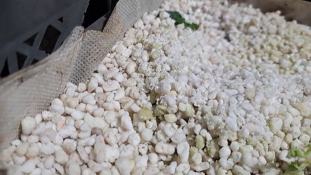 Размножение ежевики стеблевыми черенками. смотреть онлайн